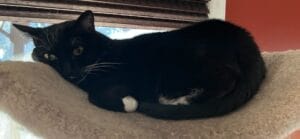A very relaxed black and white cat hanging out atop a cat tree.